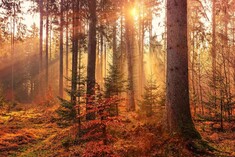 Stadt aus Holz 2026: Wissen, Trends, Chancen
